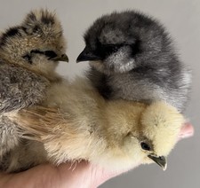 Silkie Hatching Eggs Over Half