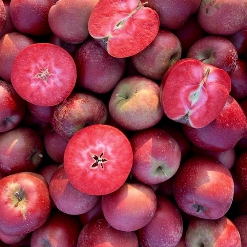 Malus domestica red - malus, love