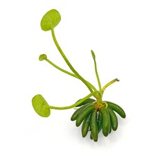 Live Aquarium Plant Banana