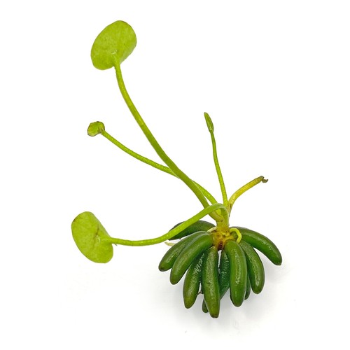 Live aquarium plant - aquarium, banana