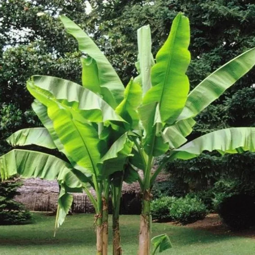 Japanese banana plant - ,
