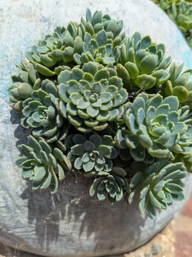 Sedum pachyclados gray - pachyclados,