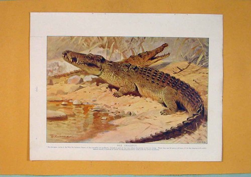 Original old antique print - old,
