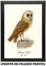 Vintage Barn Owl Bird