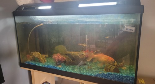 Coldwater tropical fish - &,