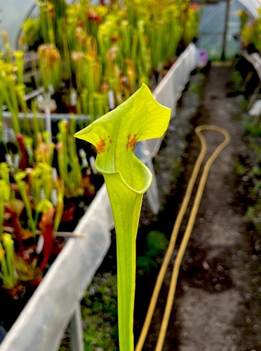 Sarracenia oreophila asbo - x,