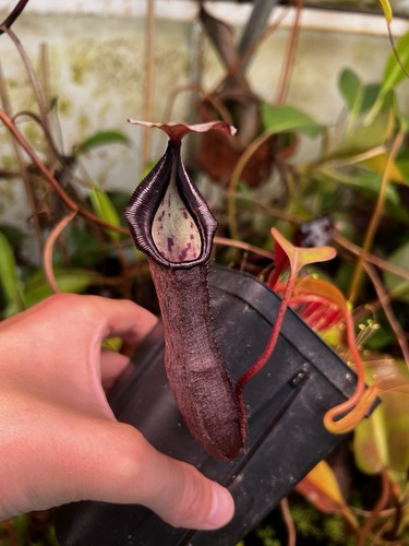 Nepenthes maxima ramispina - maxima, x