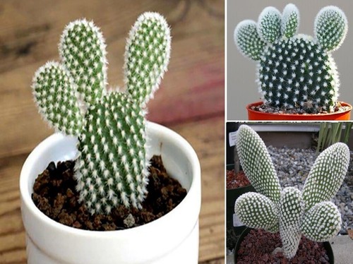 Bunny ears cactus - , 15
