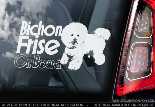 Bichon frise car - -,