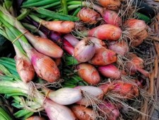 Shallot Seeds Vegetable Seeds