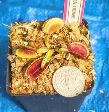 Venus Flytrap CARNIVORIA DENSE