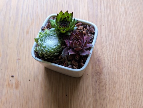 Sempervivum mixed rooted - sempervivum,