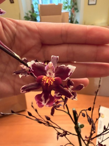 Oncidium hybrid orchid