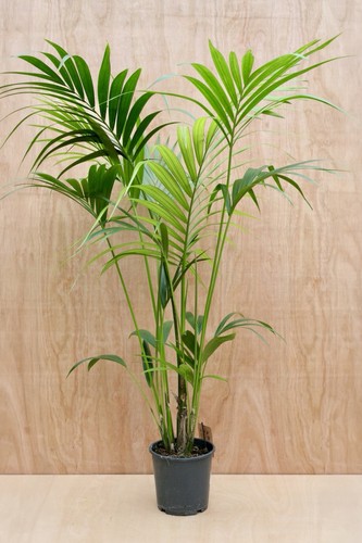 Large kentia palm howea - kentia, (howea