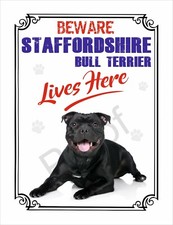 Staffordshire bull terrier - bull,