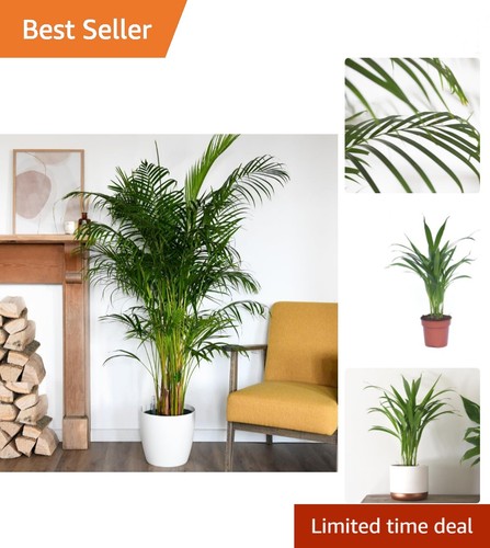 Versatile areca palm - areca, tree