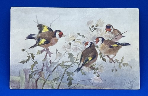 Raphael tuck postcard birds - raphael,