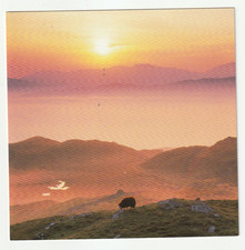 HERDWICK SHEEP BLEA TARN