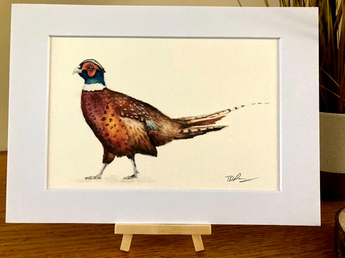 Pheasant watercolour mounted