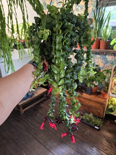Large rasta lipstick plant - rasta,