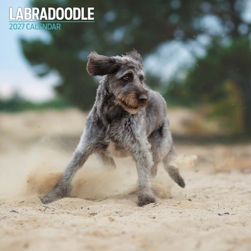 Labradoodle 2027 traditional - 2027,