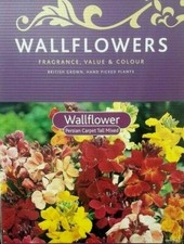 10 x Persian Carpet Wallflower Plants Tall Mixed Colourful Display NOT PLUGS