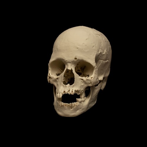 Real human skull - human,