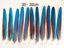 Parrot Macaw Feather Crafts