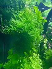 Christmas Moss Fresh Aquarium