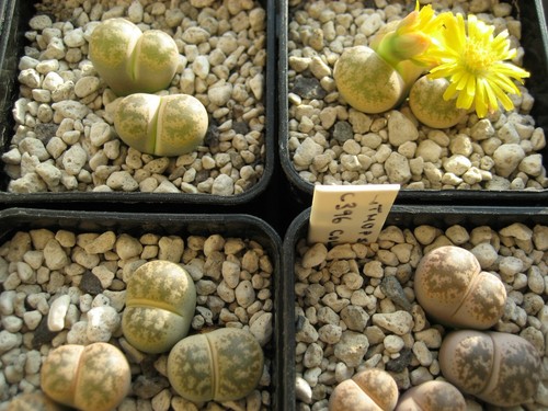 C396 lithops coleorum 20 - coleorum, ~