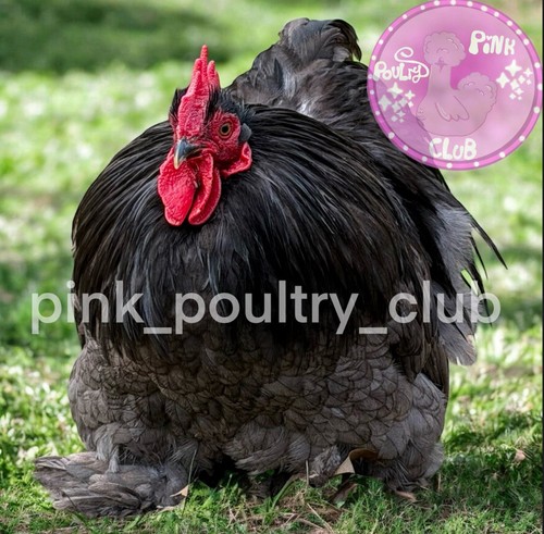 Rare high quality bantam - quality,