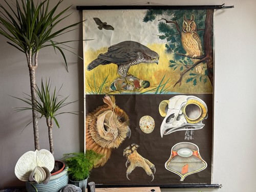 Vintage birds prey school - birds,