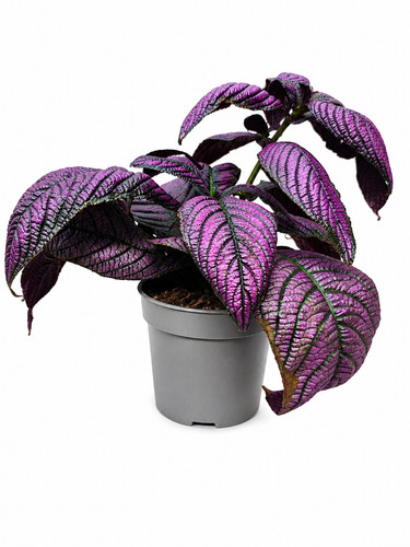 Persian shield plant - persian,