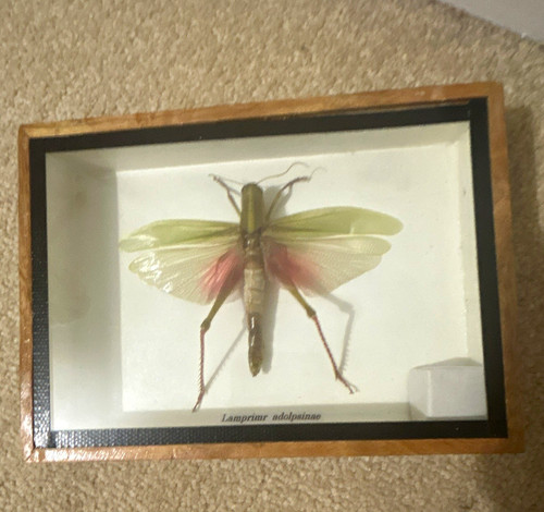 Vintage framed green leaf - framed,