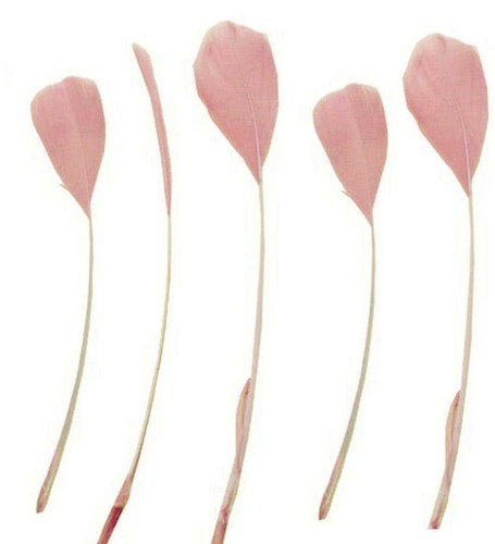 Stripped coque feathers 5 - stripped,