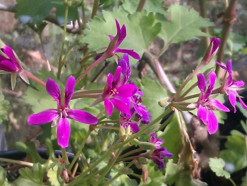 Pelargonium deerwood lavender - deerwood,