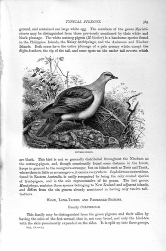 Original old antique - original, print
