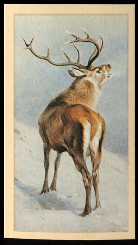 Tobacco card doncella - tobacco, card,
