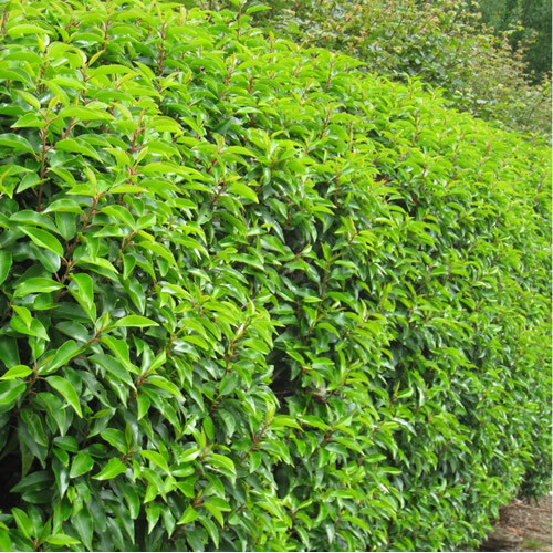 Portuguese laurel prunus - x,