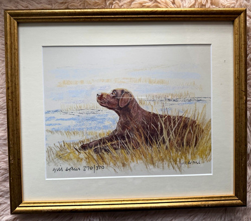 Chocolate brown labrador jill - labrador,