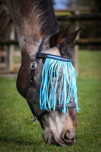 Gallop equestrian fly - gallop,