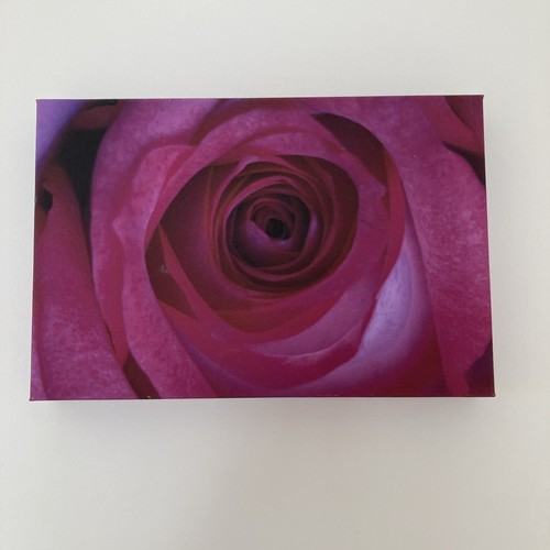 20x30cm rose canvas print - canvas,