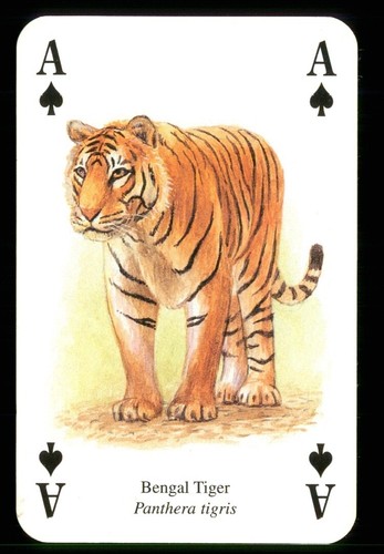 Playing card a bengal - playing,