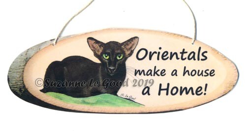 Oriental cat havana - oriental,