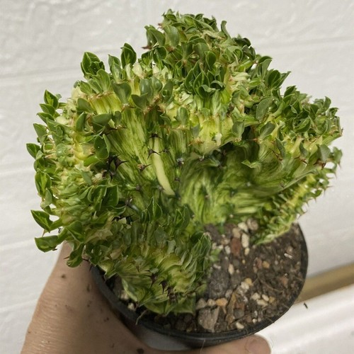 10cm succulent cactus plant - 10cm,