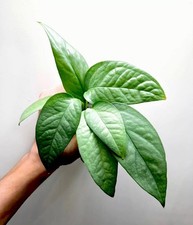 1 x Cebu Blue ROOTED Pothos Plant Cutting (6cm+) | READ DESCRIPTION | Epipremnum