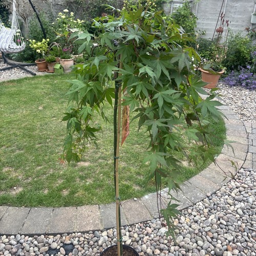 Acer palmatum maple tree - acer,
