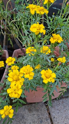 100 seeds french marigold - 100, of