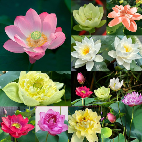 30pcs bowl lotus flower - flower, seeds