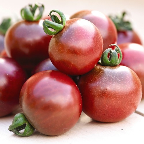 Thompson morgan tomato - thompson, &